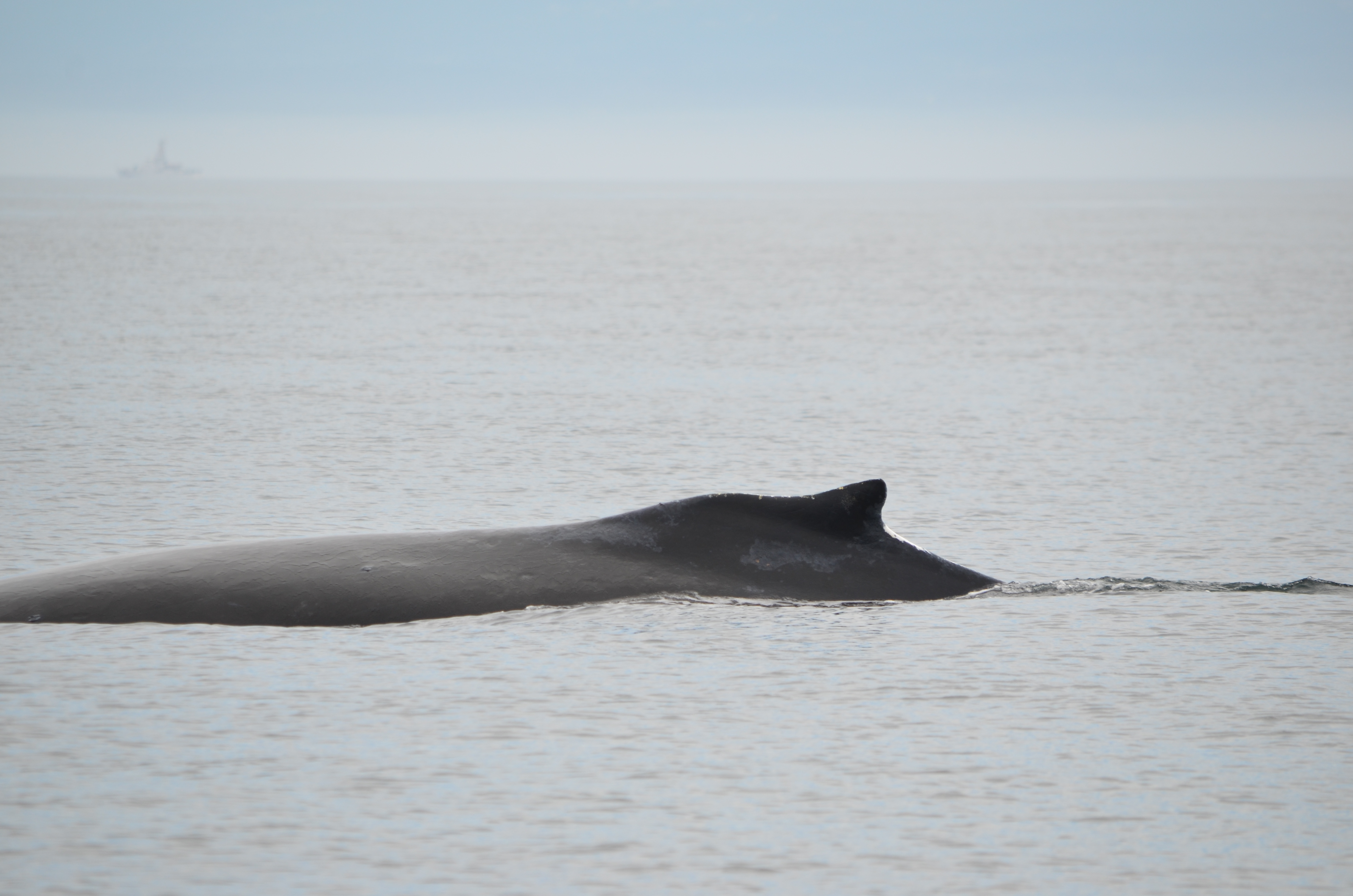 photos/wildlife/Mammal_Species/Humpback Whale/DSC_0059.JPG